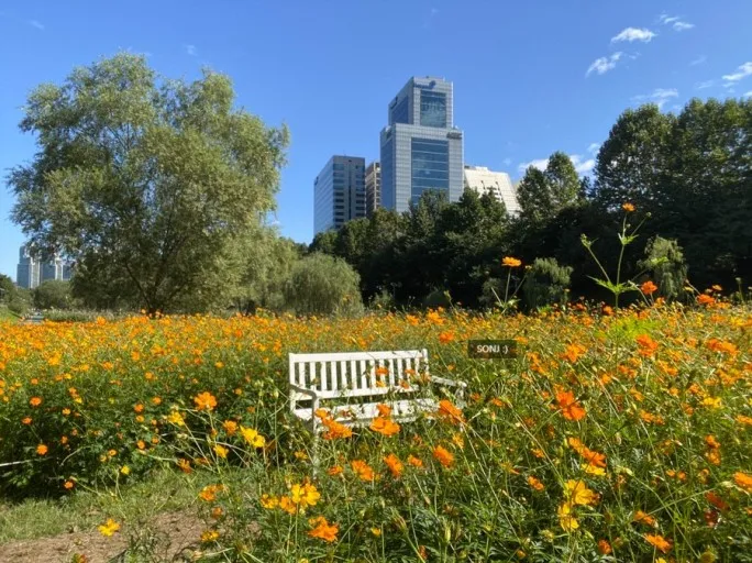 양재천-코스모스