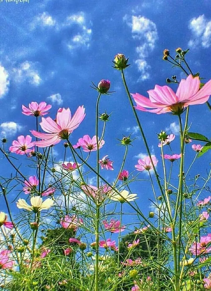 서울-근교-코스모스